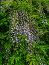 Blu Wisteria flowers. Spring in Crediton, England, 2018