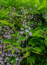 Blu Wisteria flowers. Spring in Crediton, England, 2018