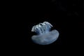 Blubber Jellyfish or Blue Jellyfish, catostylus mosaicus, Adult against Black Background, Australia