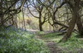 Blubell Woods in Sussex, UK Royalty Free Stock Photo