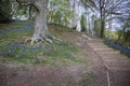 Blubell Woods in Sussex, UK Royalty Free Stock Photo