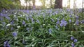 Blubells Royalty Free Stock Photo