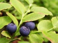 Bluberries Royalty Free Stock Photo