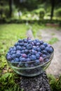 Bluberries in a bowl with blurry background