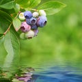 Bluberry plant reflected in rendered water