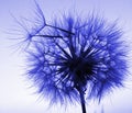 Blue abstract dandelion flower background, closeup Royalty Free Stock Photo