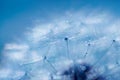 Blue abstract dandelion flower background, extreme closeup Royalty Free Stock Photo