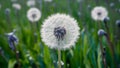 Blue abstract dandelion flower background with soft focus close up Royalty Free Stock Photo