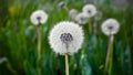 Blue abstract dandelion flower background with soft focus close up Royalty Free Stock Photo