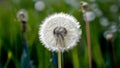 Blue abstract dandelion flower background with soft focus close up Royalty Free Stock Photo