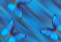 Blue abstract diagonal background. Blurred background with morpho butterflies. soft pastel background. morpho butterfly in flight Royalty Free Stock Photo