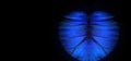 Blue abstract pattern. Wings of a butterfly Morpho texture background. Morpho butterfly. selective focus Royalty Free Stock Photo