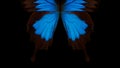 Blue abstract pattern. Wings of the butterfly Ulysses. Closeup. Wings of a butterfly texture background. Royalty Free Stock Photo