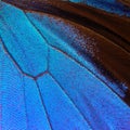 Blue abstract pattern. Wings of the butterfly Ulysses. Closeup. Wings of a butterfly texture background. Royalty Free Stock Photo