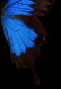 Blue abstract pattern. Wings of the butterfly Ulysses. Closeup. Wings of a butterfly texture background. Royalty Free Stock Photo