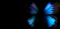 Blue abstract pattern. Wings of the butterfly Ulysses. Wings of a butterfly texture background. Copy spaces Royalty Free Stock Photo