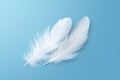 Wing fluffy blue animal abstract background space softness nature bird copy soft pattern white feathers