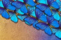 Blue abstract texture background. Butterfly Morpho. Wings of a butterfly Morpho. Flight of bright blue butterflies Royalty Free Stock Photo