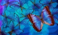 Blue abstract texture background. Butterfly Morpho. Wings of a butterfly Morpho. Flight of bright blue butterflies Royalty Free Stock Photo