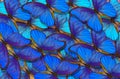 Blue abstract texture background. Butterfly Morpho. Wings of a butterfly Morpho. Flight of bright blue butterflies Royalty Free Stock Photo