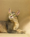 BLUE ABYSSINIAN DOMESTIC CAT, ADULT LAYING DOWN