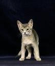 Blue Abyssinian Domestic Cat, Kitten against Black Background