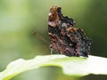 Blue Admiral butterfly,Kaniska canace