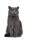 Blue adult British Shorthair cat on white background Royalty Free Stock Photo