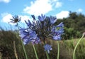 Blue African Lilly in South Africa