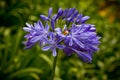 Blue African Lily (Agapanthus Africanus)