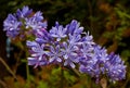 Blue African Lily (Agapanthus Africanus)