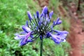 Blue African Lily Agapanthus Africanus in Sri Lanka