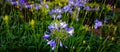 Blue African Lily Agapanthus Africanus Web Brochure Banner Royalty Free Stock Photo