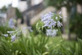 Blue African Lily, Agapanthus Africanus. Royalty Free Stock Photo
