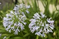 Blue African Lily (Agapanthus Africanus). Green plants with water drops Royalty Free Stock Photo