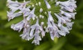 Blue African Lily, Agapanthus Africanus, Water drops. Closeup Royalty Free Stock Photo