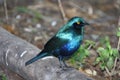 Blue African Starling, purple bird