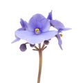 Blue african violet Royalty Free Stock Photo