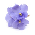 Blue african violet Royalty Free Stock Photo