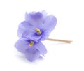 Blue african violet Royalty Free Stock Photo
