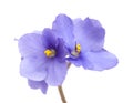 Blue african violet Royalty Free Stock Photo