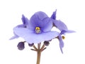 Blue african violet Royalty Free Stock Photo