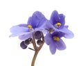 Blue african violet Royalty Free Stock Photo