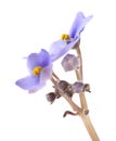 Blue African violet Royalty Free Stock Photo