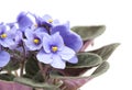 Blue African Violet n white Royalty Free Stock Photo