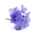 Blue african violet on white Royalty Free Stock Photo