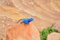 Blue Agama Lizard Royalty Free Stock Photo