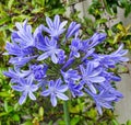 Blue Agapanthus Royalty Free Stock Photo