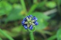 Blue Agapanthus African Lily& x29; close-up, elegant in the garden Royalty Free Stock Photo