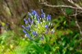 Blue Agapanthus African Lily close-up, elegant in the wild. Royalty Free Stock Photo